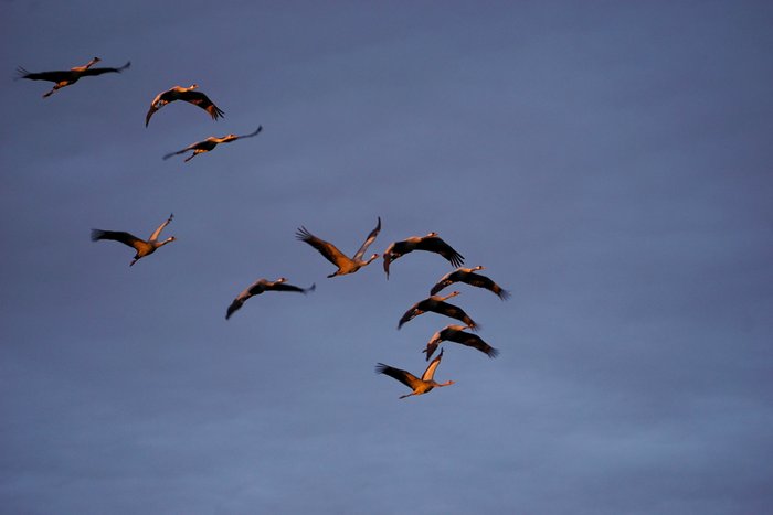 Kraniche im Morgenflug