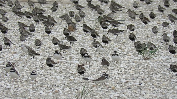 Wasservögel im Watt stehend