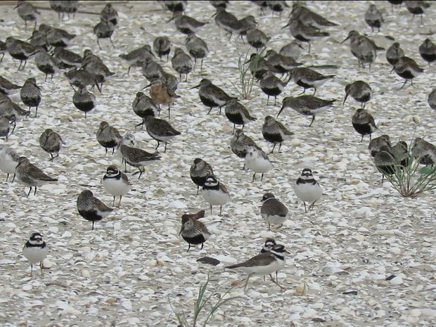 Waservögel im Schlick stehend