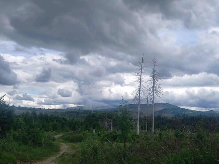 Im Mittelpunkt des Bildes stehen zwei einzelne abgestorbene Fichten, die sich durch ihre weiße Färbung gut von dem entstehenden, aufwachsenden Jungwald abheben.