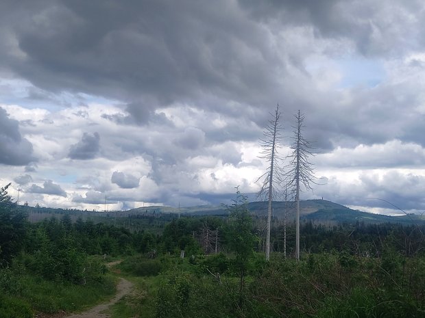 Im Mittelpunkt des Bildes stehen zwei einzelne abgestorbene Fichten, die sich durch ihre weiße Färbung gut von dem entstehenden, aufwachsenden Jungwald abheben.