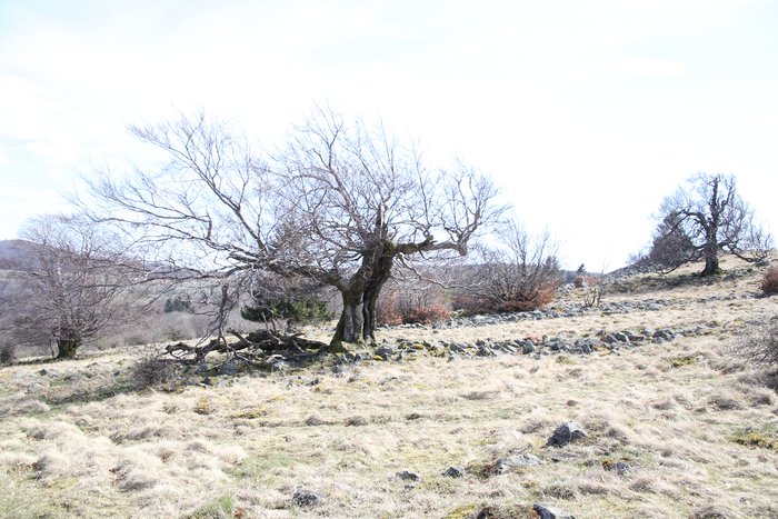 Foto: Fiona Purucker Ein knorriger Hutebaum ohne Blätter auf einer Weide