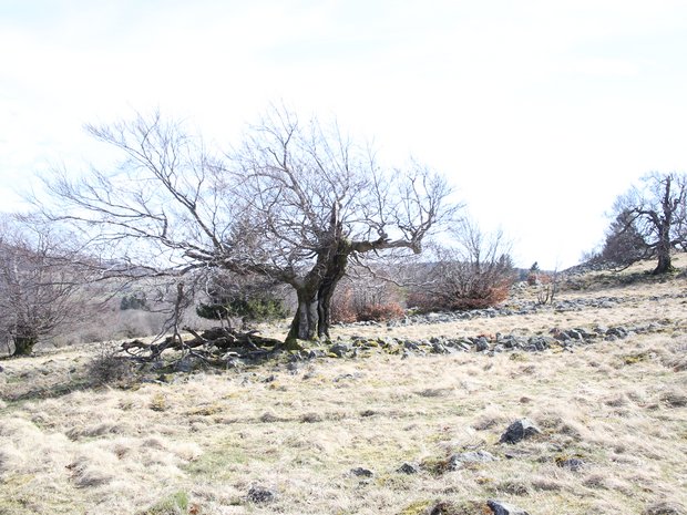 Ein knorriger Hutebaum ohne Blätter auf einer Weide