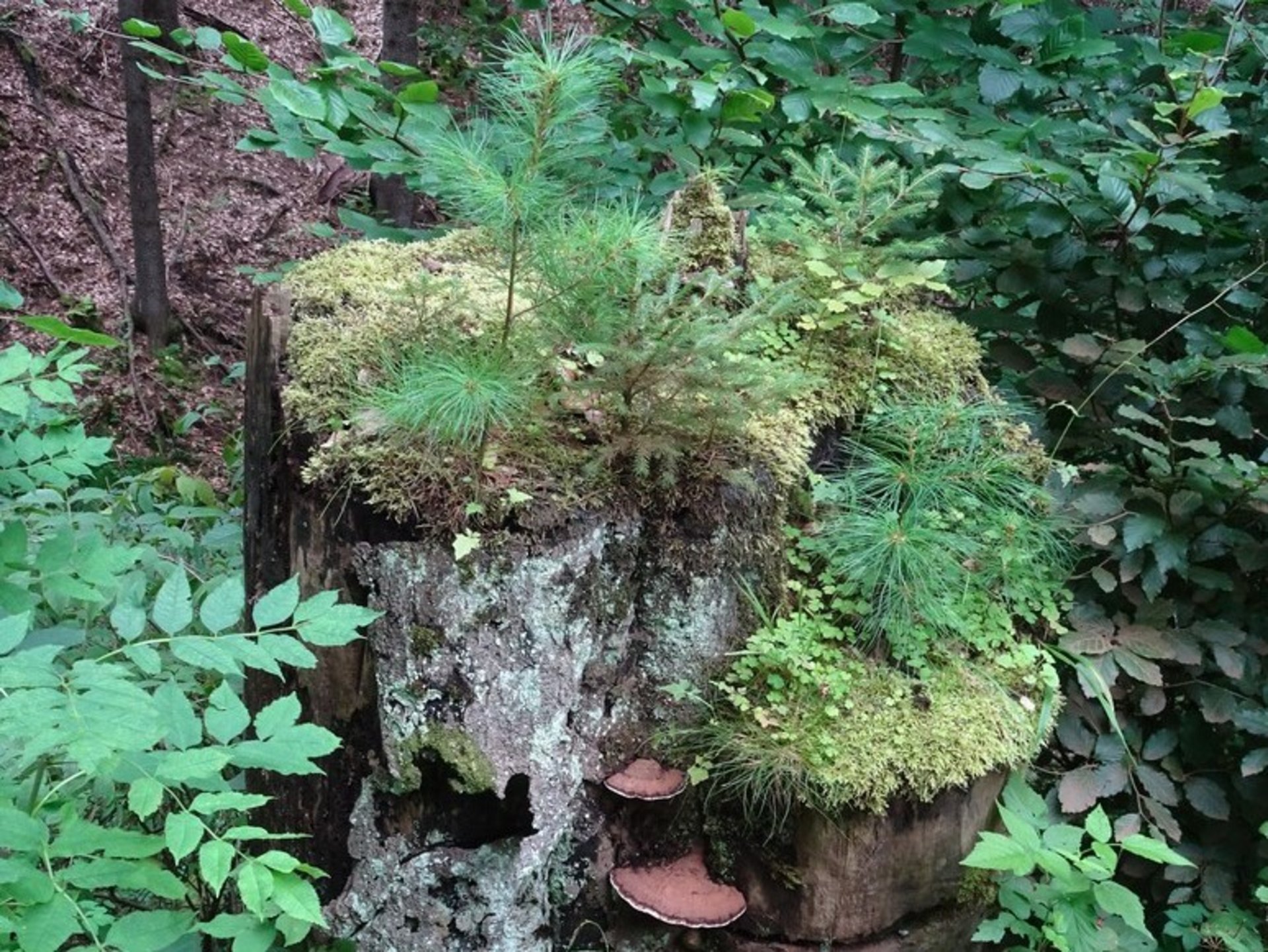 Ein alter Baumstumpf, auf dem Moos, Farne und Pilze wachsen