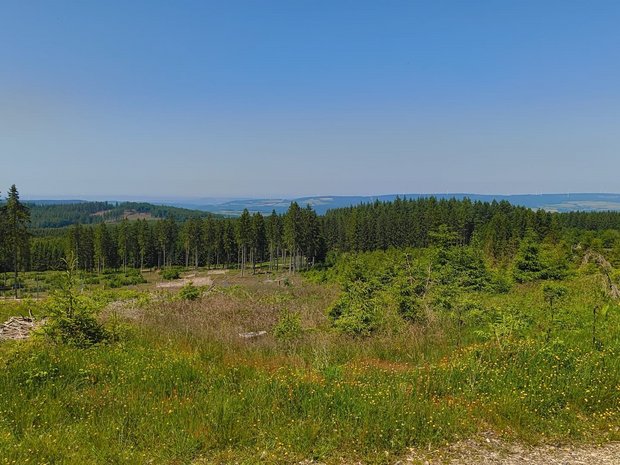 Foto: Lilli Bollenbach Landschaftsaufnahme: Wiese im Vordergrund, Wald auf sanften Hügeln im Hintergrund