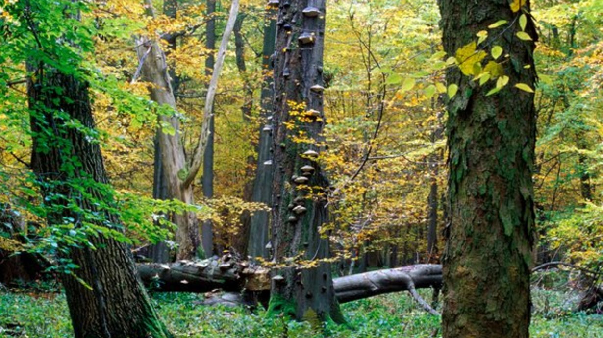 Blick in einen Wald mit dicken Baumstämmen