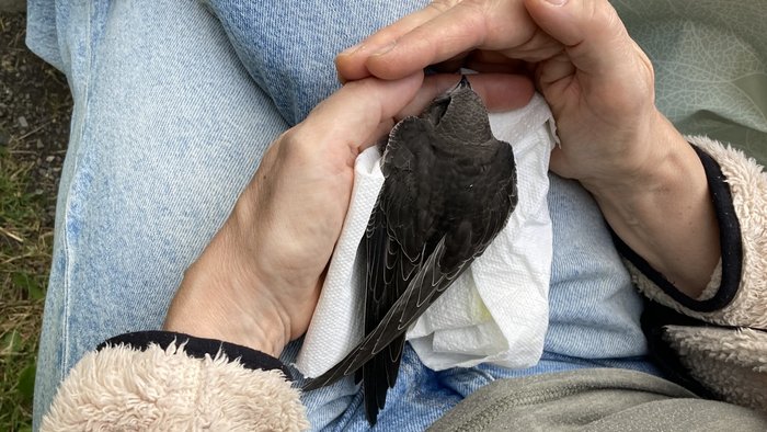 Ein junger Mauersegler sitzt auf einem Tuch auf dem Schoß einer Person