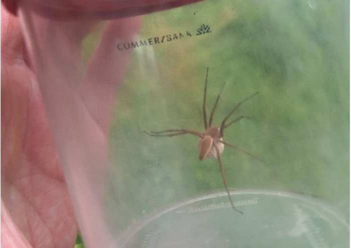Foto: Patricia Joest Eine Listspinne mit Ei-Kokon in einer Becherlupe
