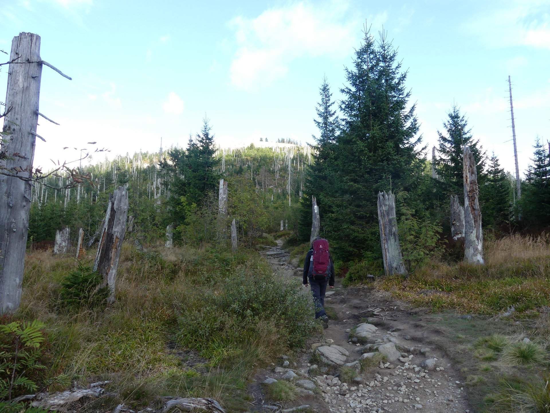 Foto: Naturpark Bayerischer Wald Foto von Lea auf einem Wanderweg