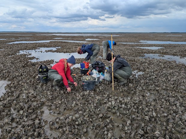 Vier Personen auf einer Muschelbank beim Muschelmonitoring