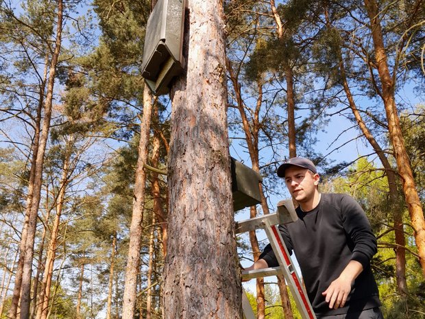 Daniel Herberholz bringt einen Brutkasten an einem Baum an. 