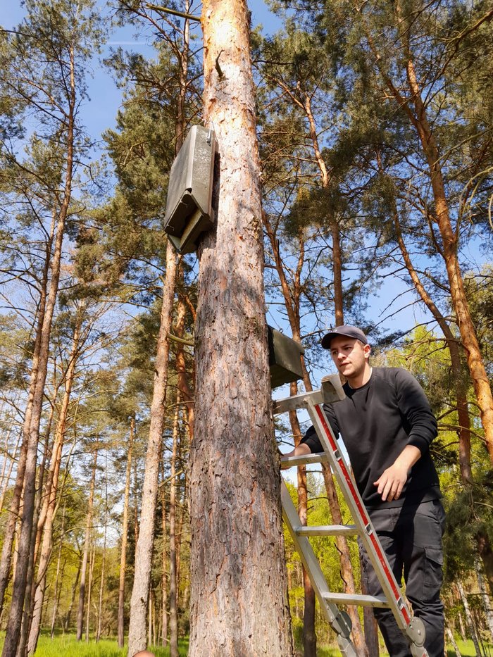 Daniel Herberholz bringt einen Brutkasten an einem Baum an. 