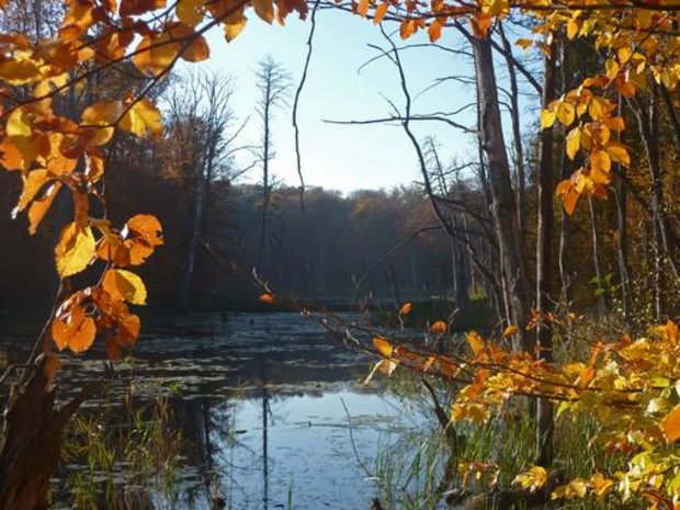 Blick auf den Waldsee durch herbstliches Gebüsch