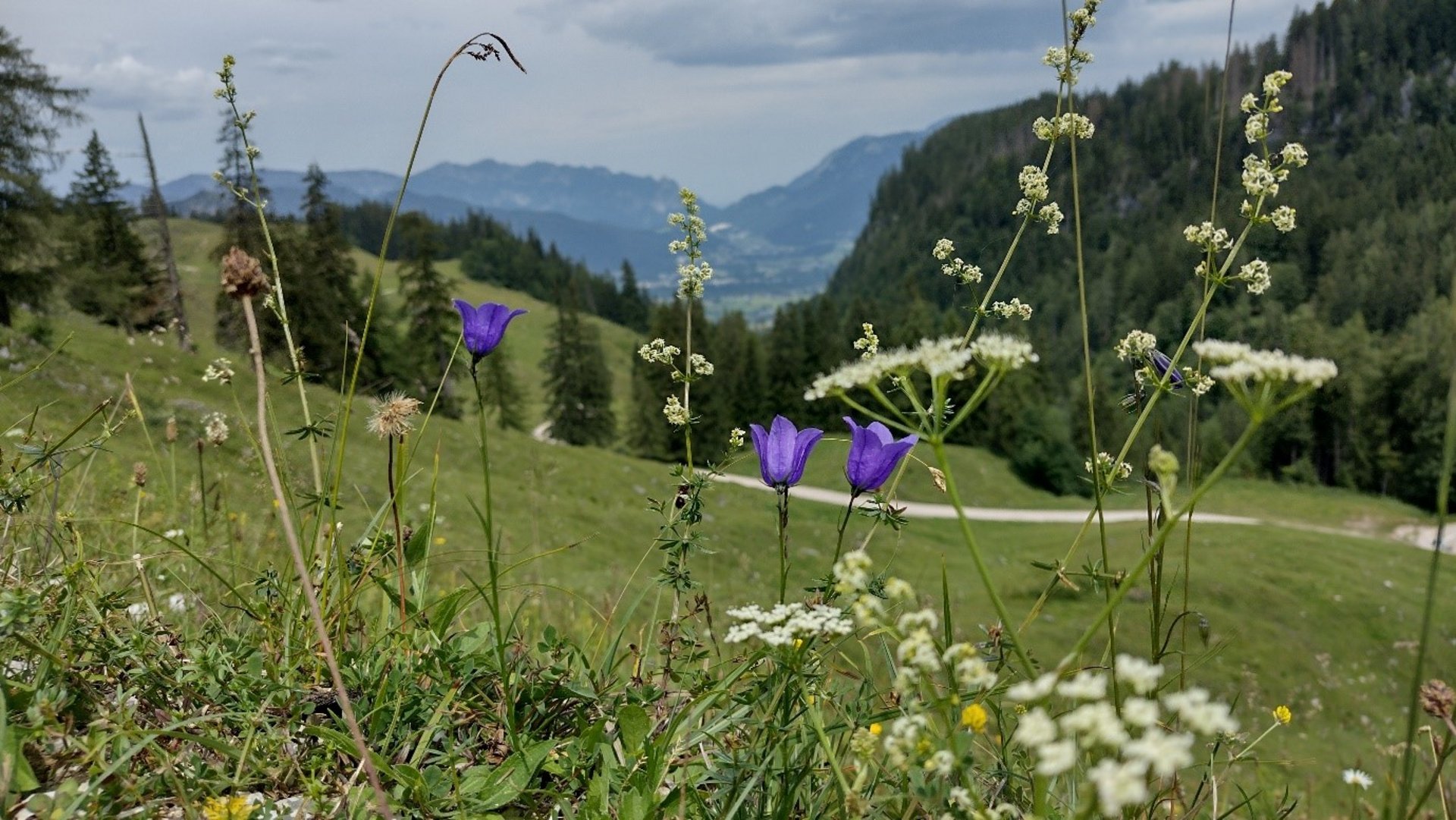 Blick auf die Landschaft im Nationalpark Berchtesgaden.