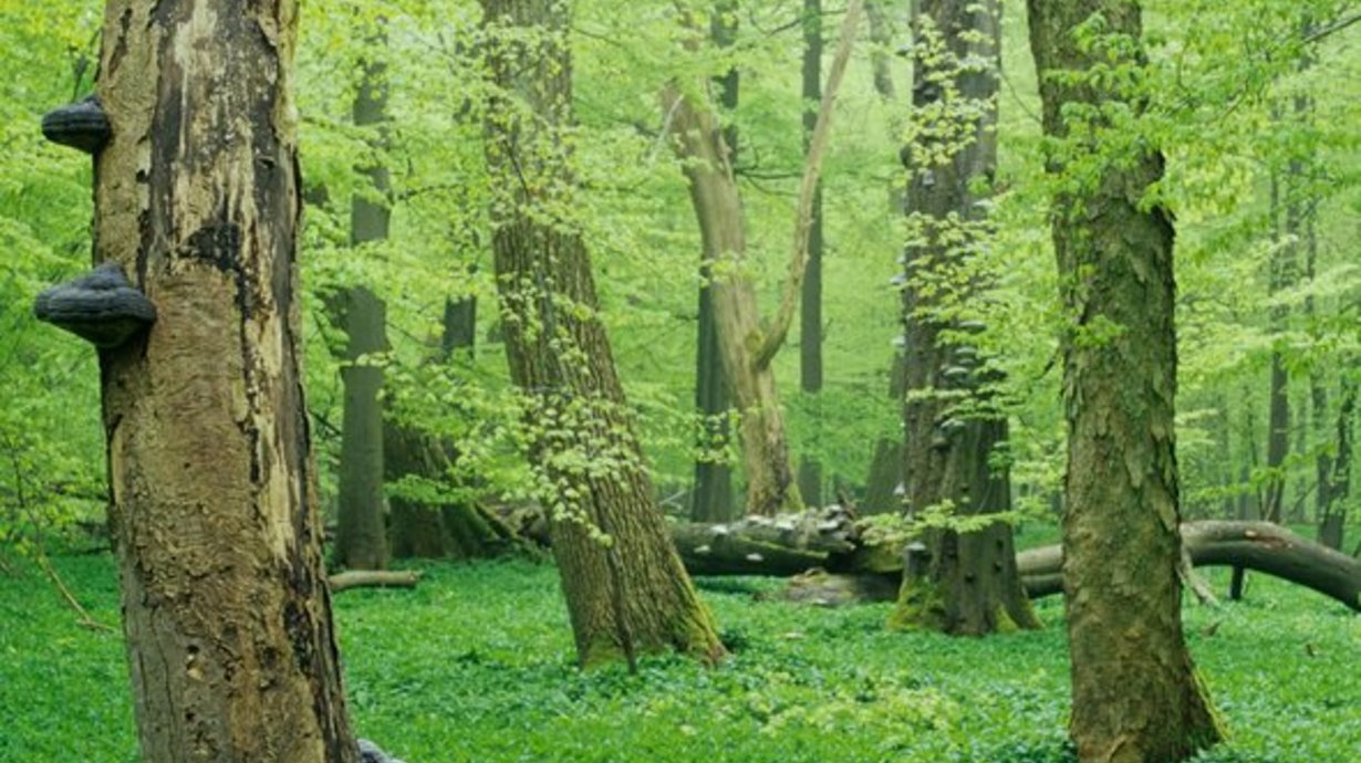 Wald mit dicken Baumstämmen und grünem Bodenbewuchs