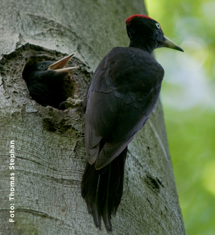 Schwarzspecht im Nationalpark Hainich (Foto Thomas Stephan)