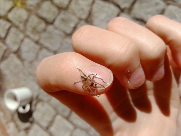 Eine kleine Spinne sitzt auf dem Zeigefinger-Fingernagel von Maren.