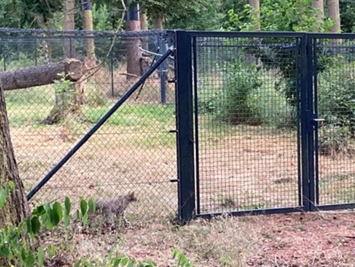 Eine Wildkatze hinter einem Zaun