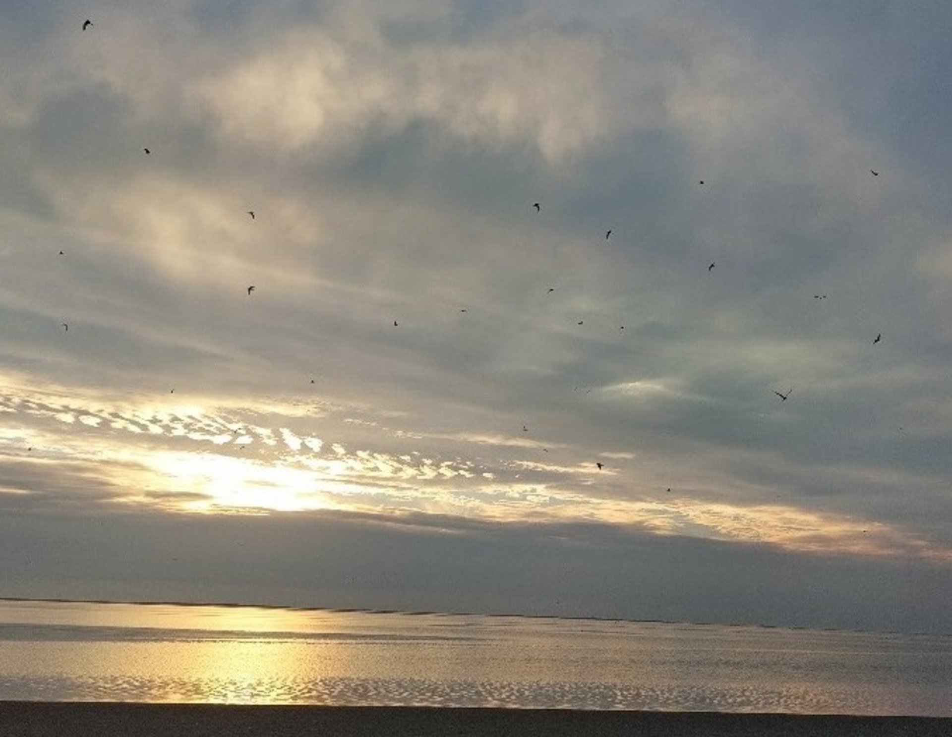 Blick auf das Wattenmeer über welchem Vögel fliegen. 