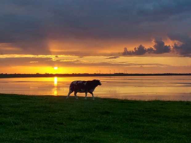 Ein Schaf im Sonnenuntergang auf dem Deich