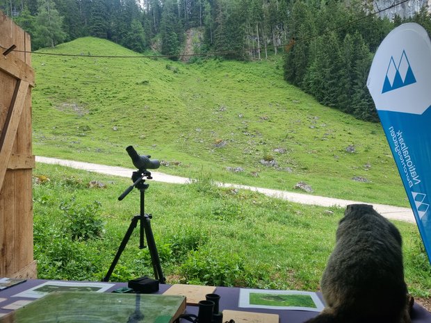 Aus Perspektive der Praktikantin, von hinter dem Stand, blickt man auf die Alm. Auf dem Tisch sind ein präpariertes Murmeltier und ein Stativ zu erkennen.