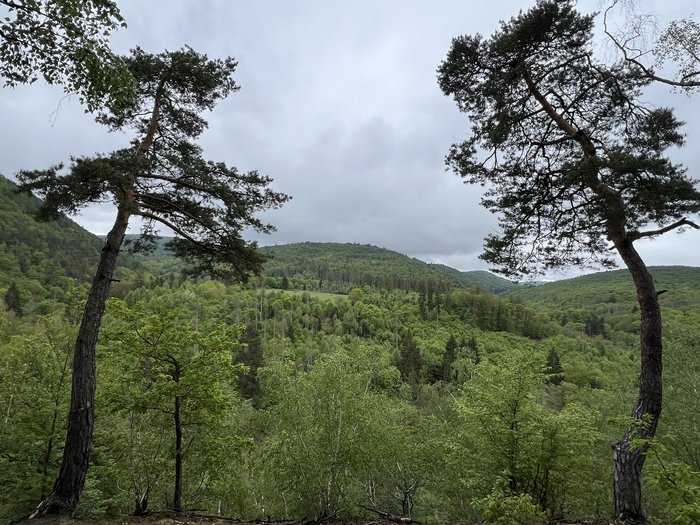 Aussicht von der Mittagspause auf eine hügelige Waldlandschaft.