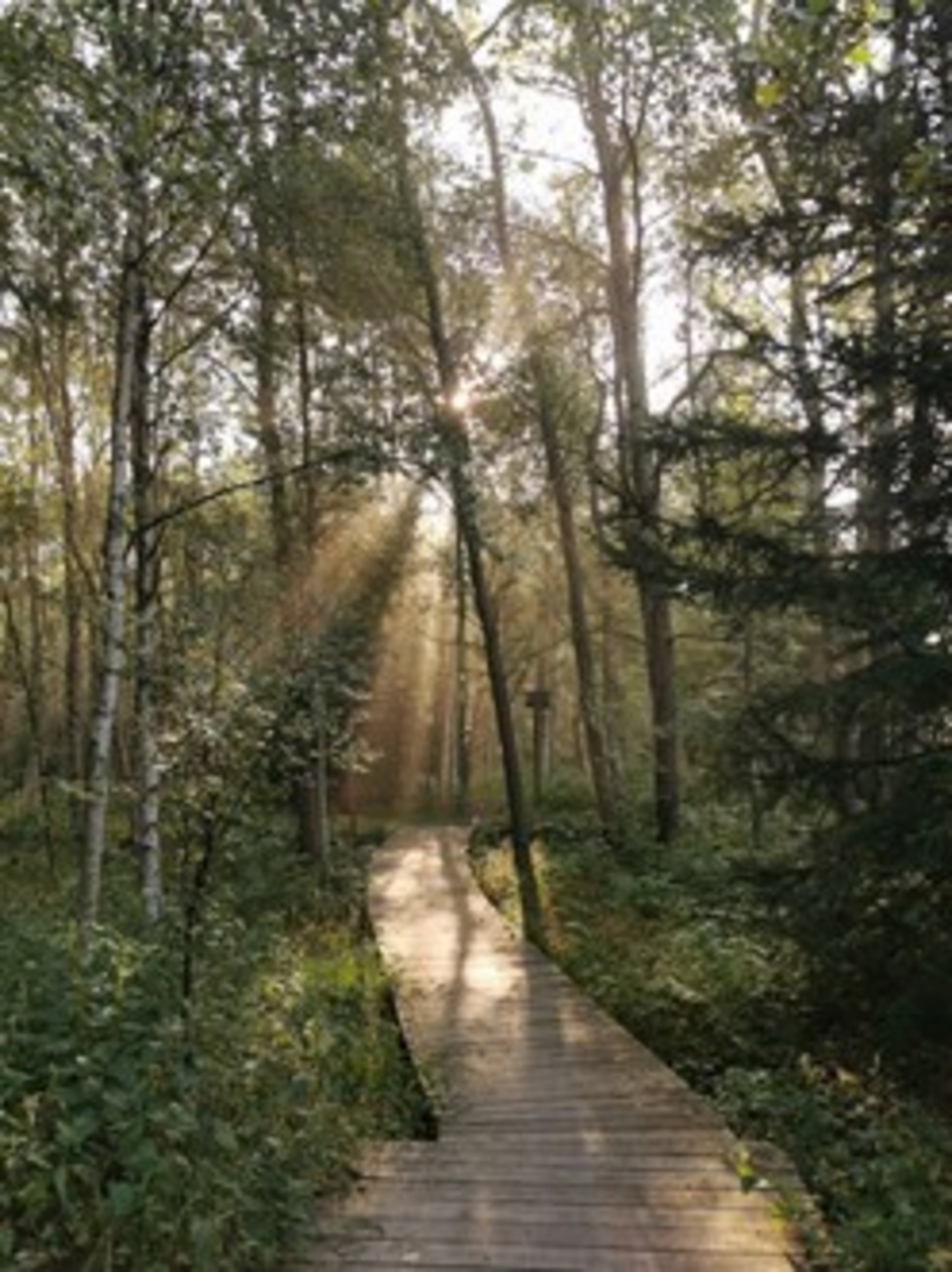 Sonnenstrahlen treffen einen Holzpfad durch einen Wald
