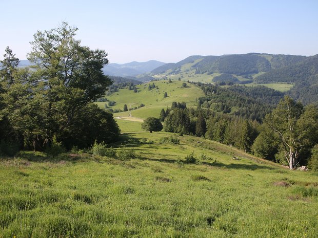 Weideflächen im Südschwarzwald.