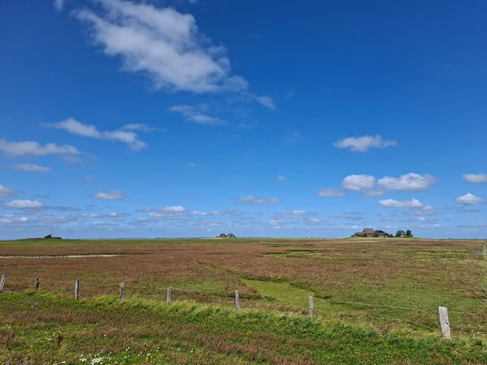 Zu sehen sind Warften (Feld) mit blauen Himmel und einzelne Bäume im Hintergrund.
