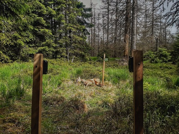 Ein ausgelegter Wildtierkadaver im Wald. 