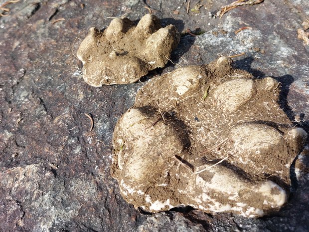 Wolfspuren die als 3D-Abdruck vorliegen. 