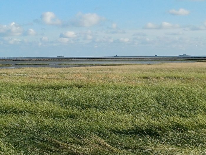 Foto: Katharina Schulenburg Blick auf eine Salzwiese im Vordergrund, Watt im Hintergrund