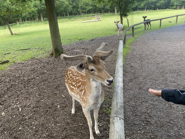 Ein Damhirsch steht neben einem kleinen Holzzaun, eine Person streckt eine Hand nach dem Tier aus