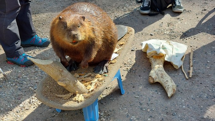 Ein ausgestopter Biber ist auf einem kleinen Podest mit abgenagtem Holz platziert. 