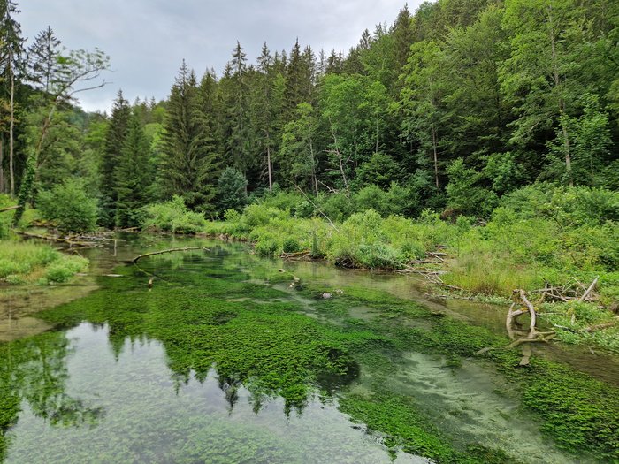 Ein klares Gewässer mit viel grüner Vegetation im Wasser und am Ufer. Außerdem sind einige tote Äste am Rand sowie zwei Stockenten im Wasser zu erkennen. 
