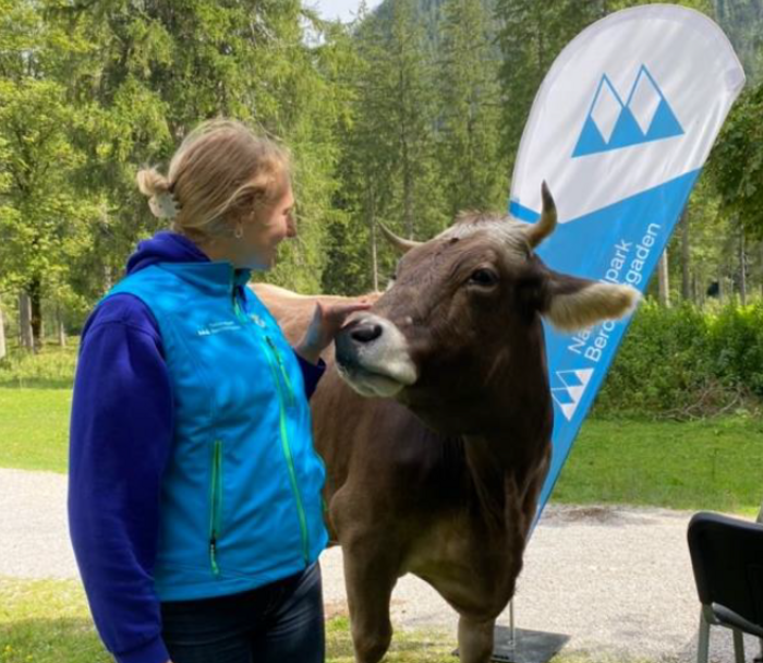 Cathrin streichelt eine Kuh am Infostand. 