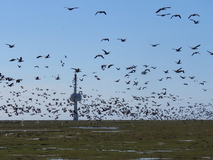 Seeschwalbenflug auf dem Wattenmeer.