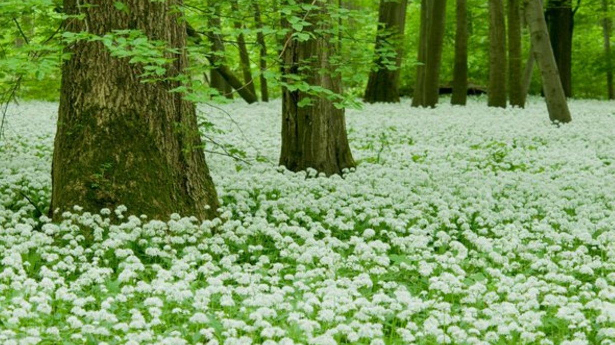 Wald mit einer Lichtung, die von Gras und weißen Blumen bewachsen ist