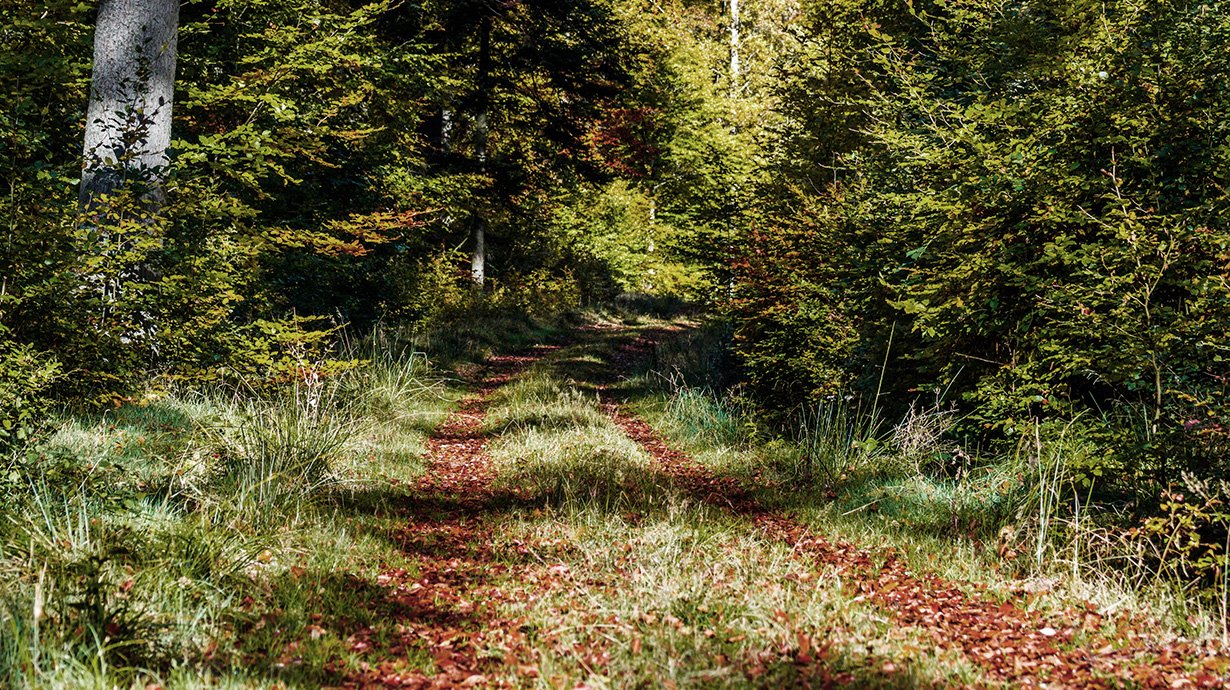 Bild: Nationalpark Bayerischer Wald 