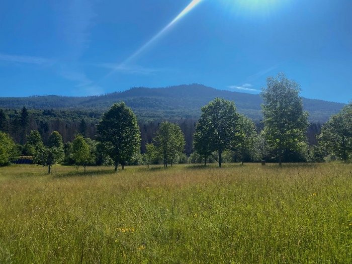 Blick vom Feld mit Bäumen auf den Waldrand und Hügel