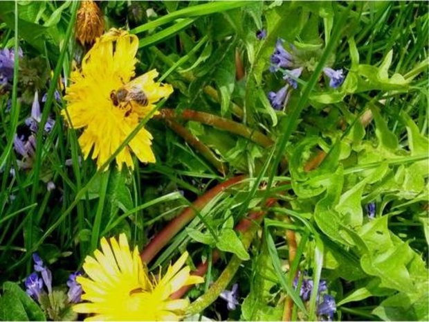Foto: Rebecca Bürger Löwenzahn auf einer Wiese