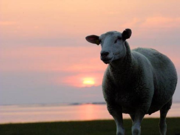 Foto: Elisabeth Heimbach Schaf im Sonnenuntergang