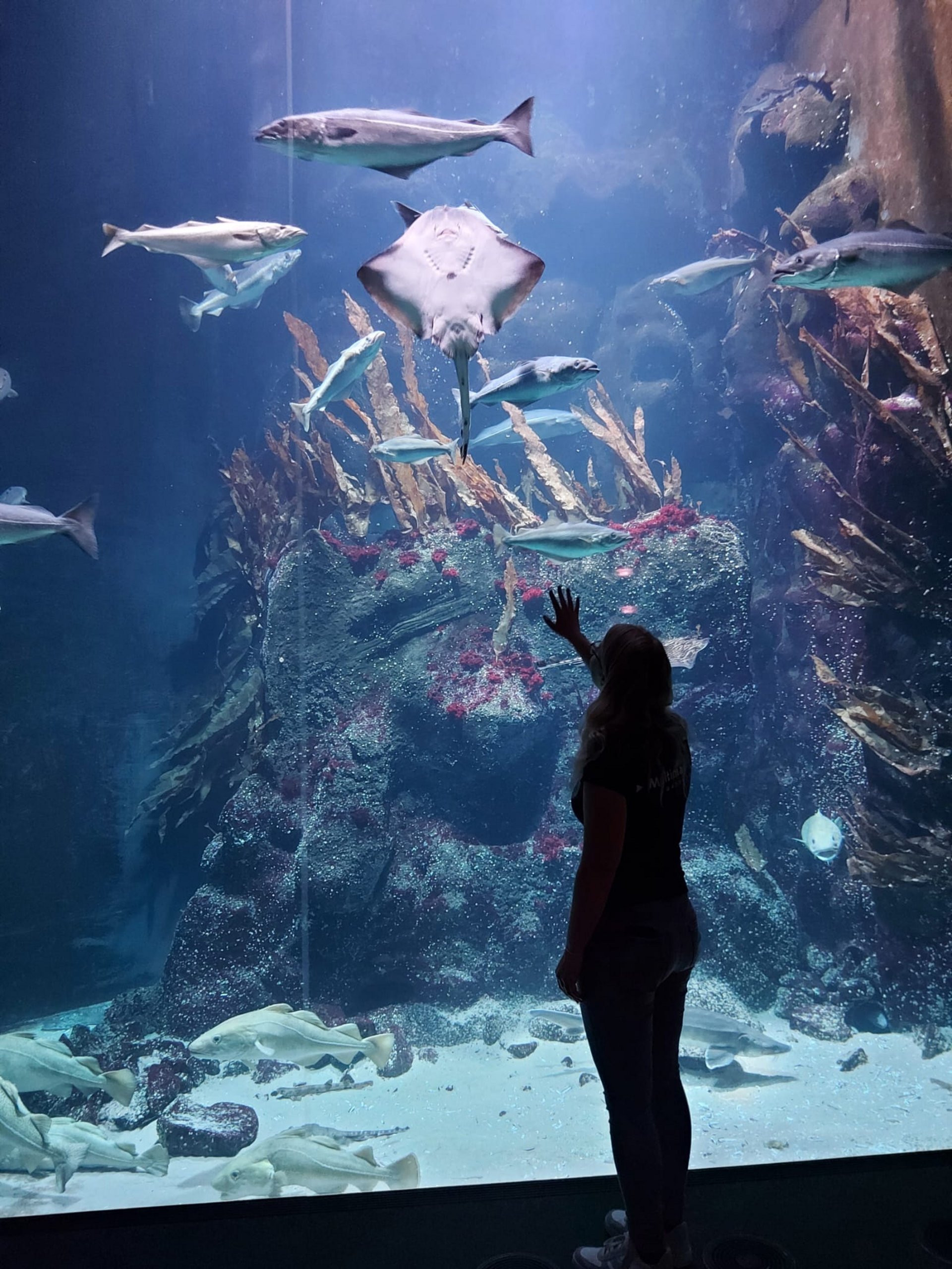 Johanna steht vor einem Großaquarium mit Rochen und weiteren Fischen im Wasser zu sehen.