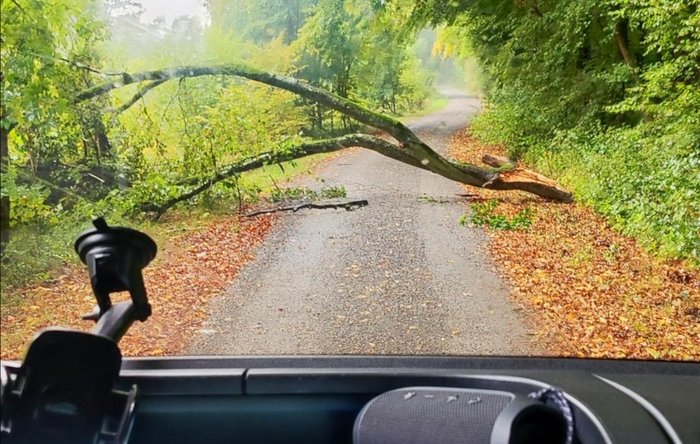 Ein frisch umgestürzter Baum versperrt die Straße
