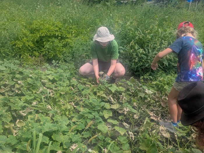 Zwei Kinder sind im Gurkenfeld unterwegs und ernten Gurken