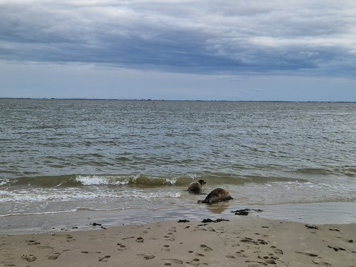 Zwei Robben auf dem Weg in die Nordsee