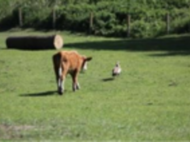 Kuh auf der Weide Foto: Milena Schewelow Bild von weidender Kuh