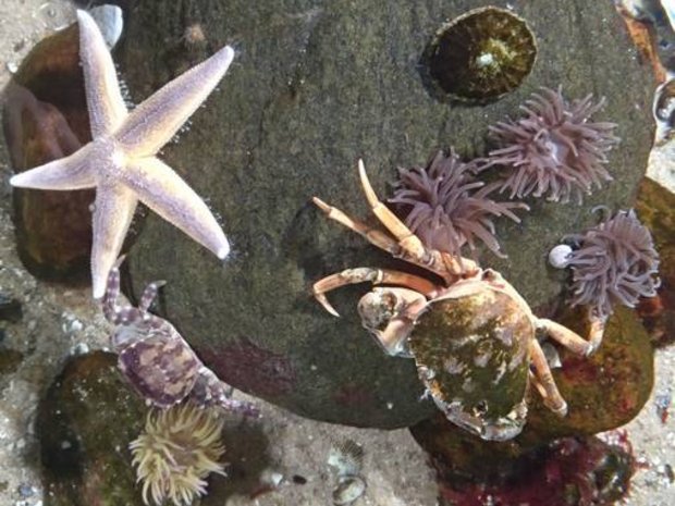 Foto: Elisabeth Trautner Seestern und Krebs auf einem Stein mit Korallen