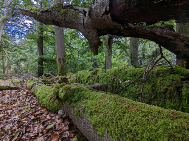 Blick auf einen umgefallen Baum im tiefen Waldgeflecht welcher vollkommen mit Moos bewachsen ist.