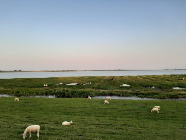 Blick auf Weidelandschaft mit Schafen und Wasserfläche in der Morgenröte (Foto: Johanna Göbel)